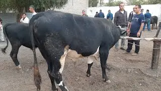 Фаргона В Багдод Мол Бозори. | Fargona V Bagdod Mol bozori.