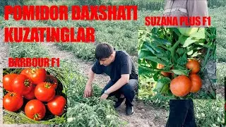 Pomidor Daxshati Enza Zaden Barbour F1, Enza Zaden Usman F1, Sakata Suzana Plus F1 UZAGROURGANCH