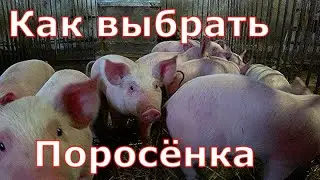 Как выбрать поросенка