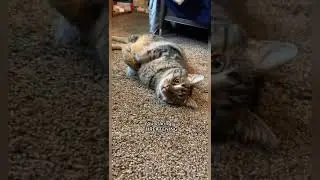 Don’t do THIS to your CAT! 😬 