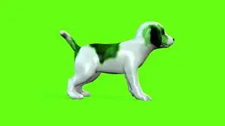 Green Screen Puppy 5 Animation Puppy Green Screen Video