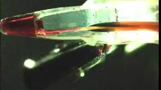 Hummingbird tongues are elastic micropumps (Video 3)