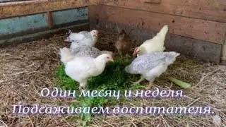 Месяц и неделя
