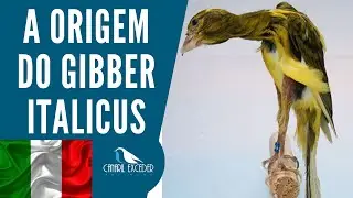 GIBBER ITALICUS
