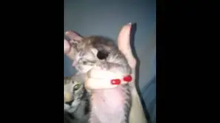 Помет О*кей А... Беллатрикс