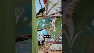 Turaco Feeding Goes Wrong #animalrescue #bird