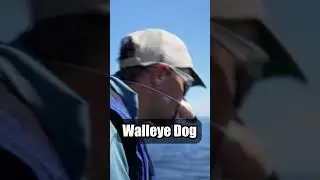 Walleye dog #funny #walleye #walleyefishing