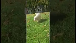 Majestic Manor Goldens Puppy Playtime
