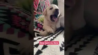 showing my baby new born vs now! Challenge🤩🥺#shorts #short #cute #cutepuppy