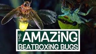 SMP Films | Beatboxing Bugs