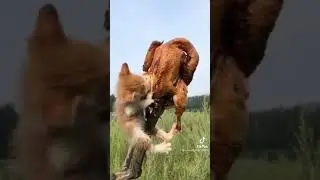 ем курицу