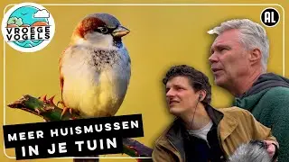 How to attract house sparrows to your garden | Radio | Early Birds