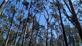 Серая цапля. 04.06.2021. Рязанская область.