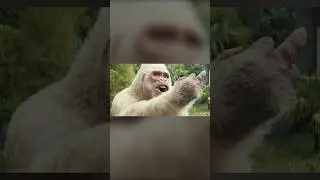 George Shows Middle Finger Meme | Rampage Meme