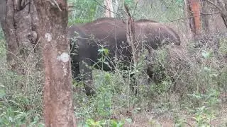 Asian Wild Elephant Sighting @Thopetty reserve forest.Wayanadu,Kerala,India, #wildlife, #elephant