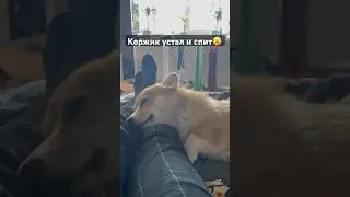 Корги спит на ногах🙃