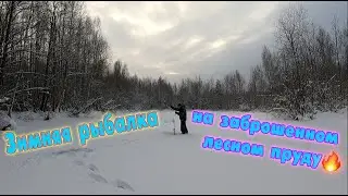 Зимняя рыбалка на заброшенном лесном пруду! КАРАСЬ!