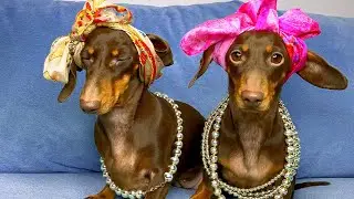 DOGS OF TIKTOK COMPILATION || Part 5