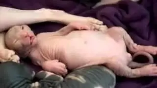 Этот кот мне кого-то напоминает...
