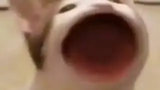 discord pop cat notification