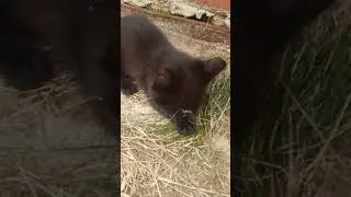 маленький охотник