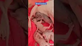 Bebek Sfenks kedisi süt kavgası #shorts #sfenks #yavrukedi #puppies