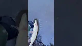 Nano Minnow на щуку. Плыви, красотка