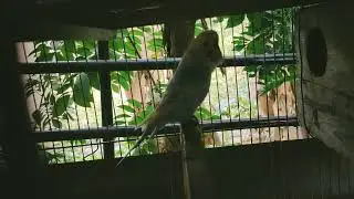 Excited Budgies for breeding. Just placed them in the breeding cage today.