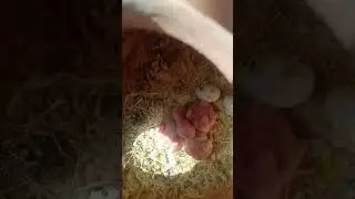 baby lutino parrots