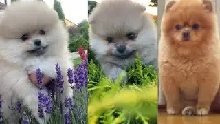 cute little puppies tiktok  - cute dogs - cute puppies