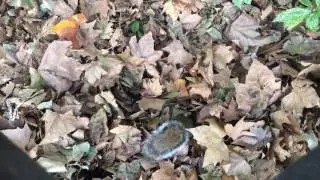 Autumn Dig (or a Squirrel Goes Nuts)