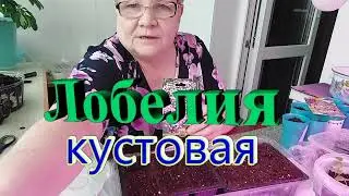 #Лобелия