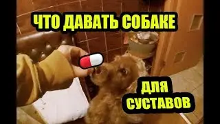 Самая полезная еда для собаки.