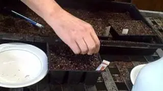 Starting Herbs and Peppers from Seed
