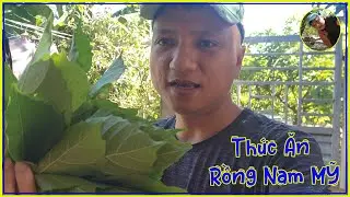 🐥 Cho Rồng Nam Mỹ Ăn Trưa - Bữa Ăn Toàn Là Là Sung | MIỀN QUÊ CHĂN NUÔI