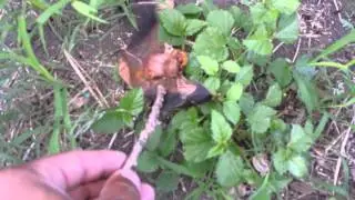 Bat nursing baby bat