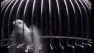 INXS - Kill the Pain