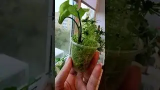💚💚Реанимация Сингониума💚💚 #сингониум #растения #plants #мох #черенки