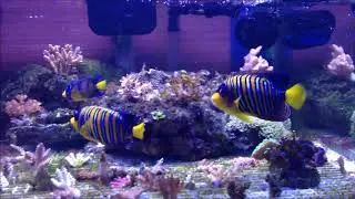 Pygoplites diacanthus ventre jaune