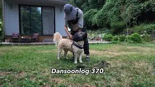 Dansoonlog370: Country life vlog where it's tough for people, animals, and plants alike to get b...