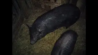 вьетнамские свинки Мишель и Йонок