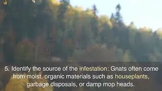 How to get rid of gnats