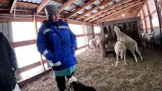 ВЕТЕРИНАР ПРИЕХАЛ ! УМИРАЕТ МАЛЯВКА ! КУПИЛ ХУТОР В ЛЕСУ № 256