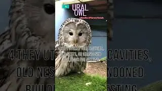 🦉Ural Owl 🇰🇿 #owl #urals