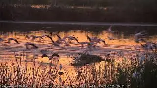 ¡FLAMENCOS VOLANDO AL ATARDECER! - Reserva Natural Riet Vell - Delta del Ebro