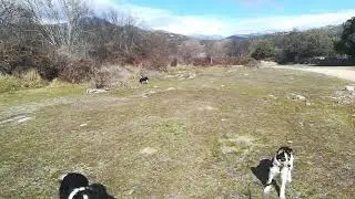 Enseñando a un Border Collie a no perseguir bicicletas