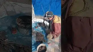 Як я готую саджанці інжиру для відправлення клієнту