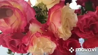 Укоренение черенков роз в солнечное затмение.