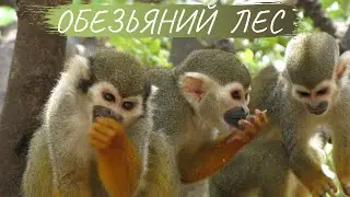 Обезьяний лес. Йодфат. В гости к обезьянкам Саймири