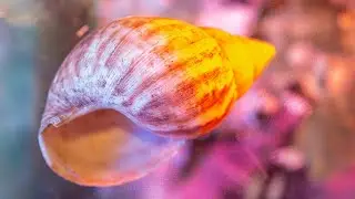 Macro Photography With Sea Shells